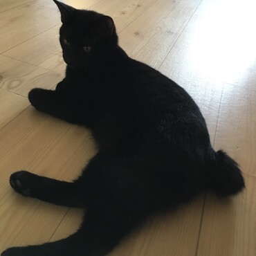 洋ナシ体形っぽいです