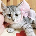 【8/23東日本橋】ふわふわラムちゃん♡2ヶ月半