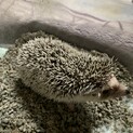 ハリネズミメス