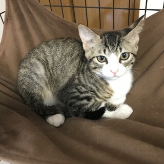 里親決定しました