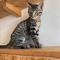 里親決定☆ツナくん