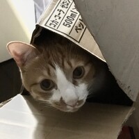 ペッパー