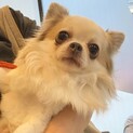 ルナ♂7歳　8/22Terra里親会に参加❣️