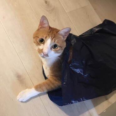 箱や袋に入るのが大好き