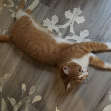 靴下ネコです