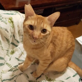【多頭崩壊レスキュー】水玉お鼻の泣き虫くん