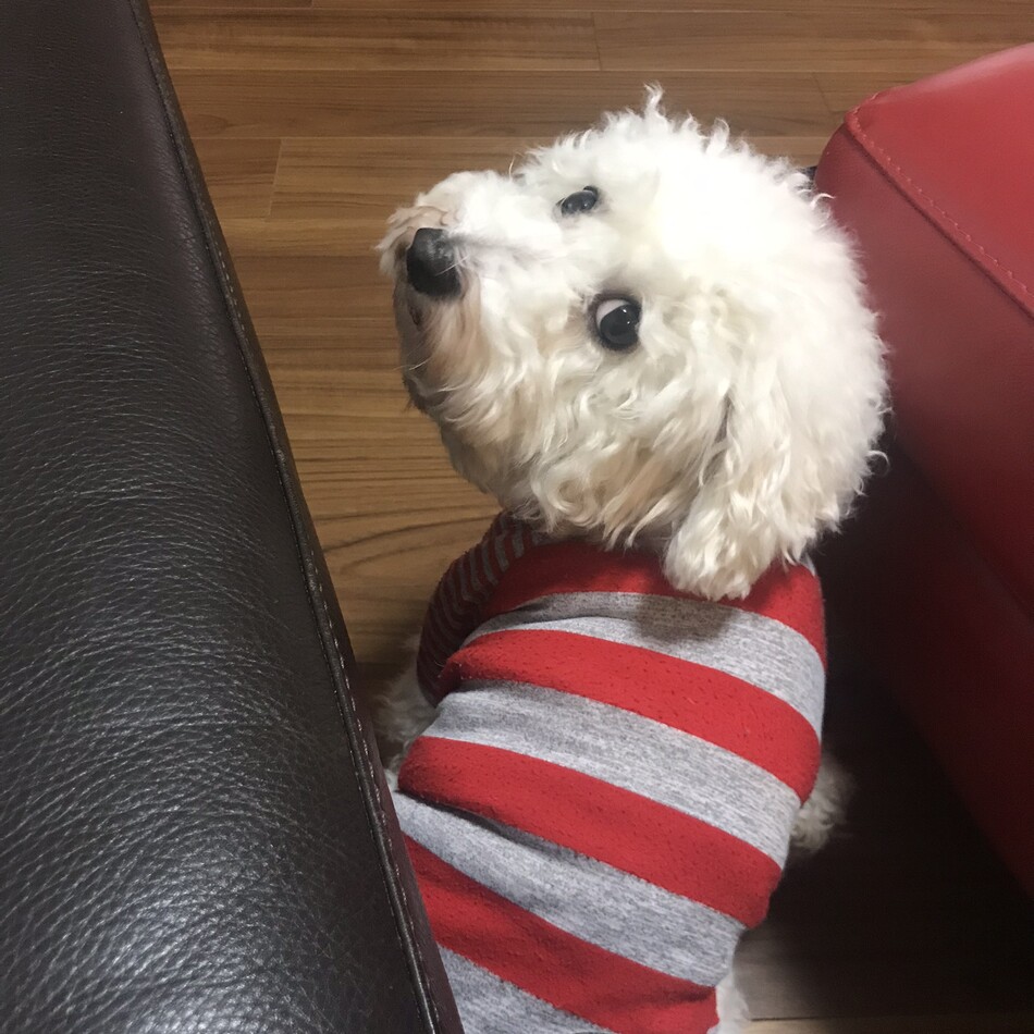 カレンのカバー写真