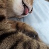 の写真