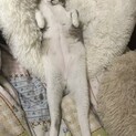 2歳兄弟　健康です