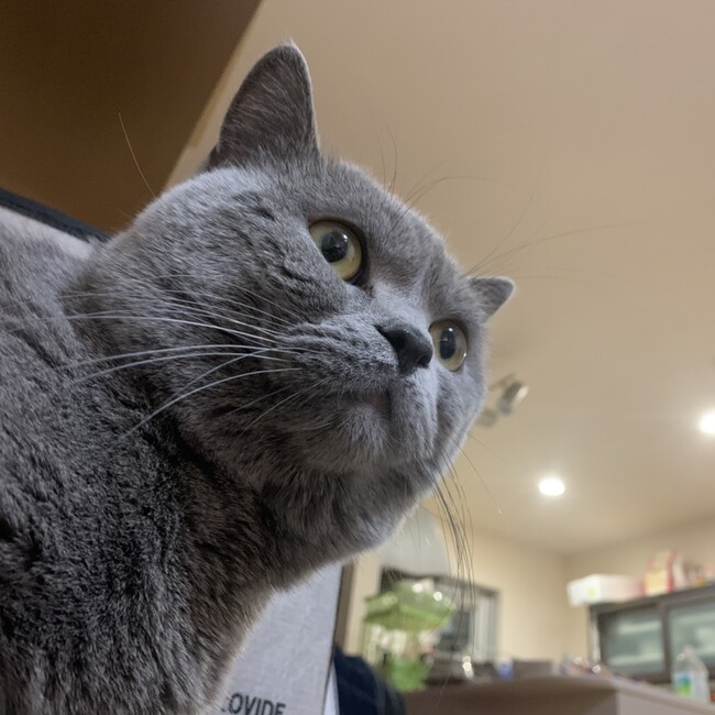 たかかつのカバー写真