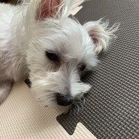シャチ