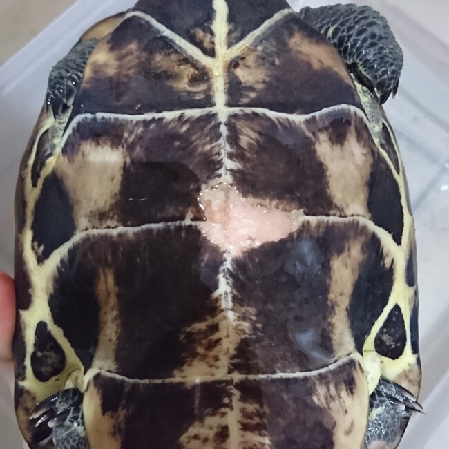 大トロさんのカバー写真