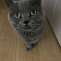 スコティシッシュホールド　3歳　オス