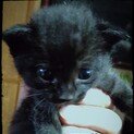 黒虎猫‼️