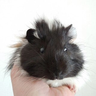 長毛モルモットちゃん