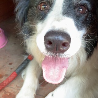 ボーダーコリー