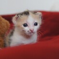生後すぐに保護した三毛猫ちゃんです。