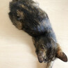 やんちゃなサビ猫 サムネイル3