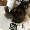 やんちゃなサビ猫 サムネイル4