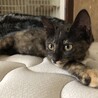 やんちゃなサビ猫 サムネイル5