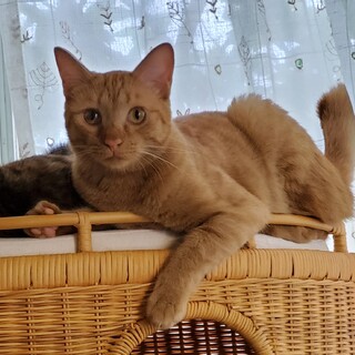 ちょっとビビりのおしゃべり猫☆けいじ☆１才