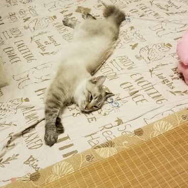 やっぱりこれこれふにゃーっと背伸びしてるにゃー