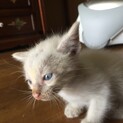 生後3週 白猫ちゃん