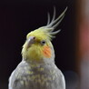 ねむたいぽー