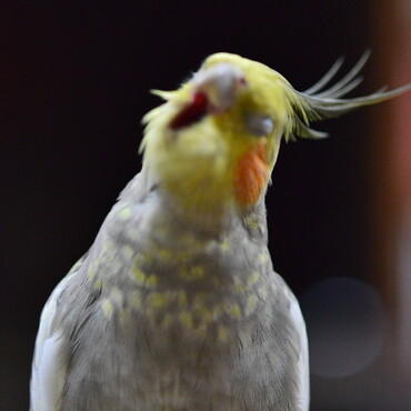 あくびポー
