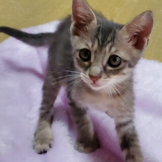 ミルクから育てた 甘えん坊な子猫