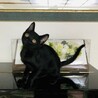 センターより保護した元気いっぱい黒猫の女の子 サムネイル3