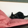 センターより保護した元気いっぱい黒猫の女の子 サムネイル4