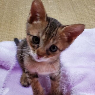ミルクから育てた 可愛い子猫
