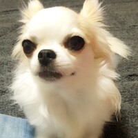 ひなた