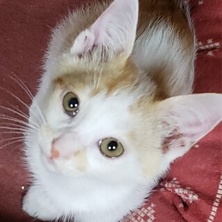 ４兄弟の1ぴき。白茶の可愛い男の子どんくんです。