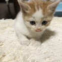 白とクリーム色の仔猫
