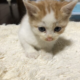 白とクリーム色の仔猫