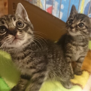 美人姉妹の子猫ちゃん