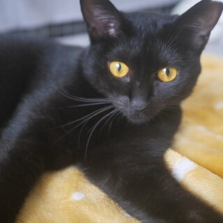 8/22譲渡会参加＊控えめな黒猫セシル