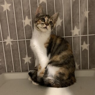 わたちのママはどこかにゃ♡