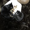 にゃんたとだいふく