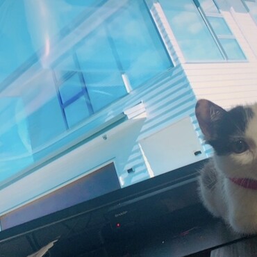 の写真