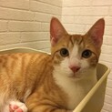 里親様決定しました。ありがとうございます。