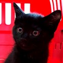 黒猫兄弟