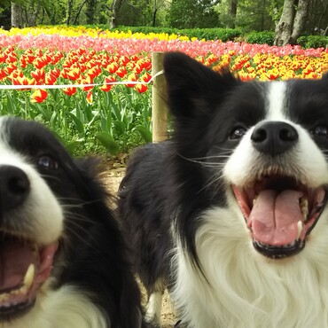 愛犬達と近くの公園で