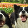 愛犬達と近くの公園で