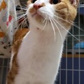スリスリが止まらない☆にゃんたちゃん