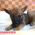 よちよち歩きの仔犬兄妹♡家族を待っています！