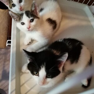 ムチムチ元気なお盆3兄弟1カ月半