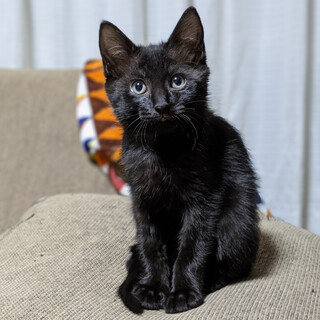 トライアル決定。募集一旦中止します